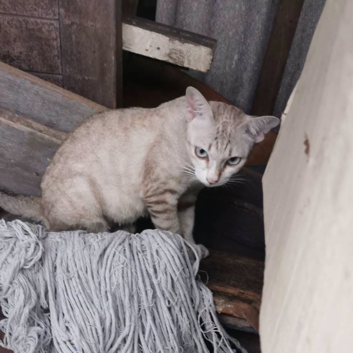 แมวแม่ลูกอ่อน